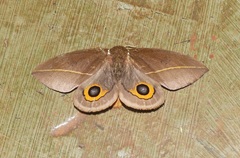 Automeris naranja