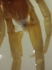 Pokabius disantus
