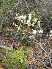 Symplocos tinctoria image