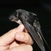Fork-tailed Palm-Swift - Photo (c) Edson Guilherme, some rights reserved (CC BY-NC), uploaded by Edson Guilherme