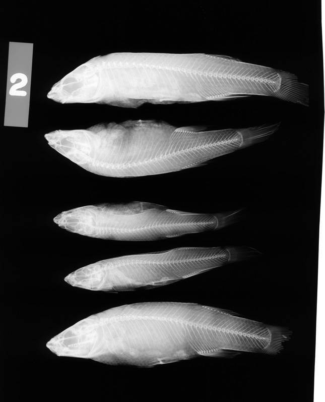 Fundulus albolineatus
