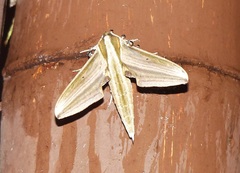 Xylophanes isaon