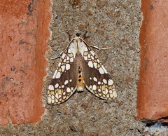 Tessella jorgenseni