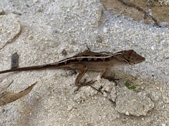Anolis sagrei