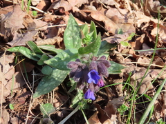 Pulmonaria affinis
