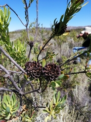 Leucadendron chamelaea