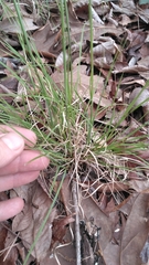 Piptochaetium avenaceum