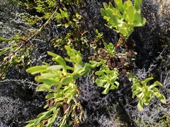 Leucadendron chamelaea