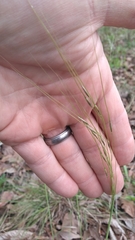 Piptochaetium avenaceum