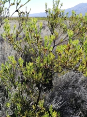 Leucadendron chamelaea