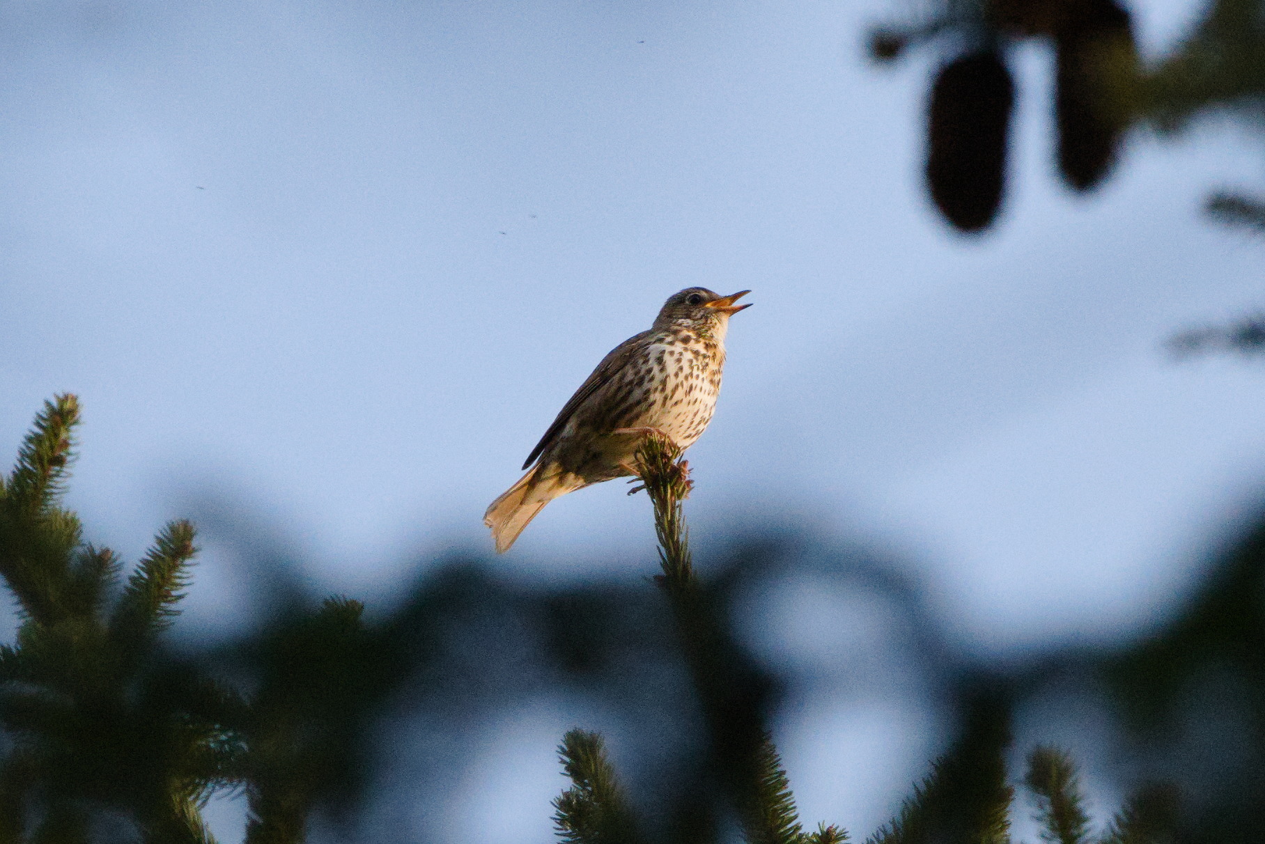 Song Thrush