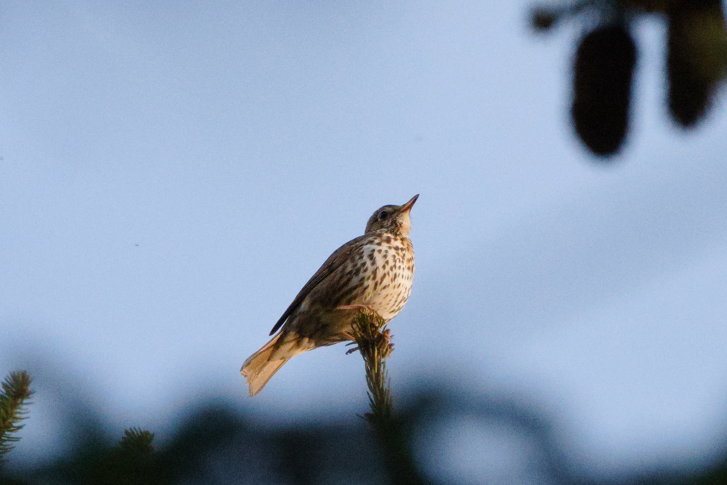 Song Thrush