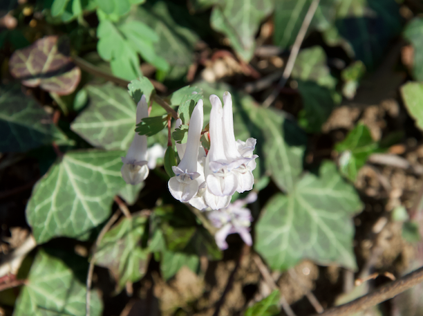Corydalis solida, Alto Adige, Italia
