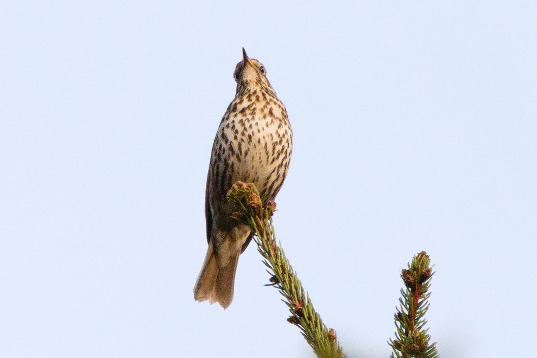 Song Thrush