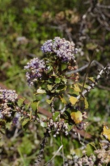 Ceanothus purpureus