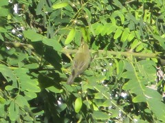 Phylloscopus trochilus