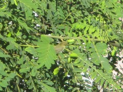 Phylloscopus trochilus