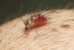 Culex quinquefasciatus