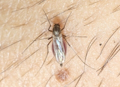 Culex quinquefasciatus