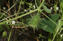 Echinopepon wrightii