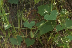 Echinopepon wrightii