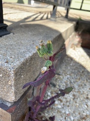 Sonchus oleraceus