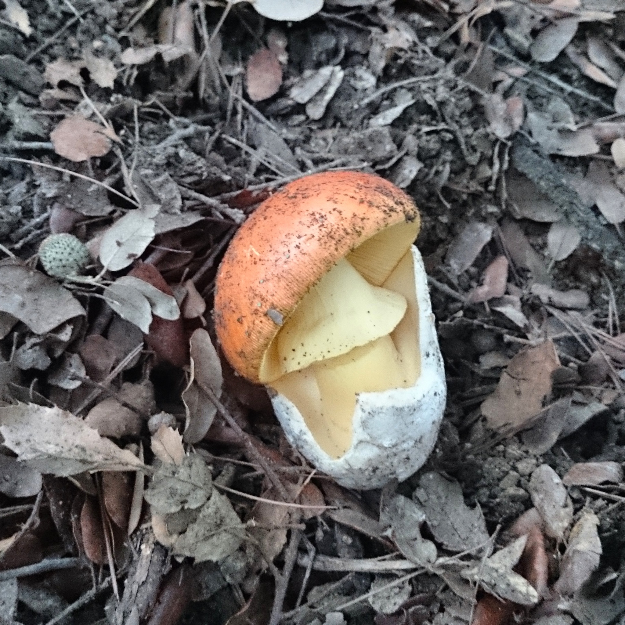 Amanita caesarea image