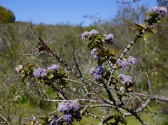 Ceanothus purpureus