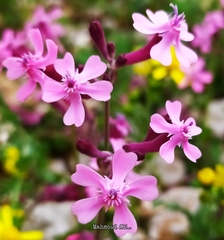 Silene aegyptiaca
