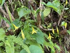 Lisianthius laxiflorus