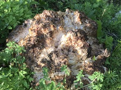 Daleomyces phillipsii