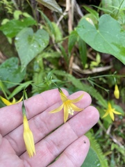 Lisianthius laxiflorus