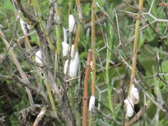 Stotzia ephedrae