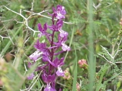 Orchis anatolica