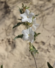 Euploca convolvulacea