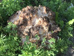 Daleomyces phillipsii