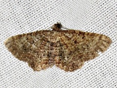 Horisme punctiscripta