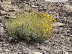 Encelia farinosa