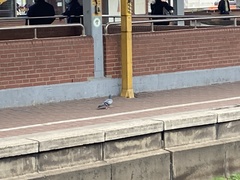 Columba livia domestica