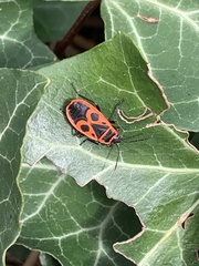 Pyrrhocoris apterus