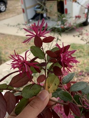 Loropetalum
