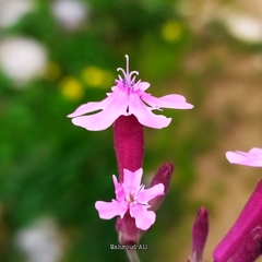 Silene aegyptiaca