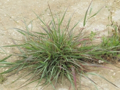 Poaceae