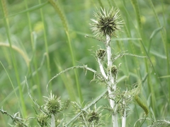 Echinops
