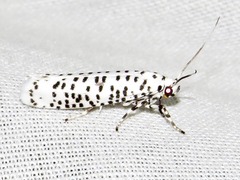 Yponomeuta strigillatus