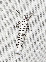 Yponomeuta strigillatus