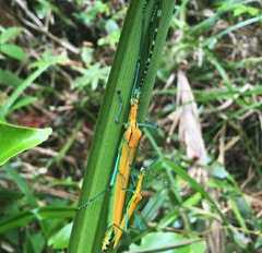 Tithonophasma tithonus