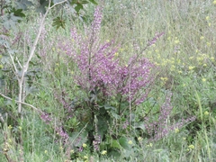 Salvia hierosolymitana