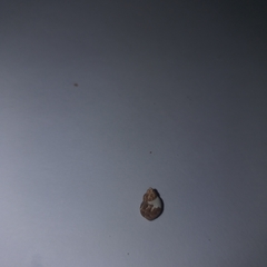 Tricolia pullus
