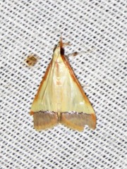 Pseudonoorda rubricostalis